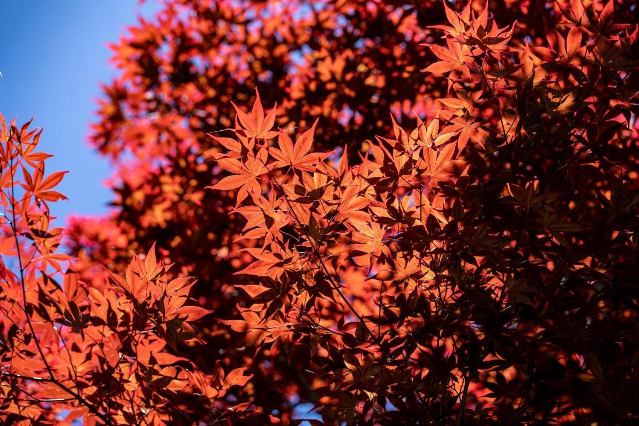 清境英格曼花園民宿 Renai Exteriör bild
